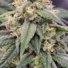 bigbud703