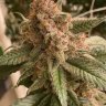 BackwoodsMT