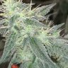 Azgrow48O