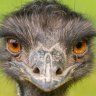 Emu.Crawlers