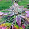 Highgrow42080
