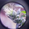 SeaWeed4202