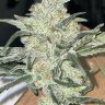 Huntfiregenetics