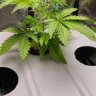 Arizonamedical