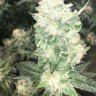 Frostedbuddha