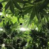 THC.PHD