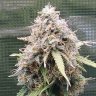 SensiStar