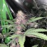 Phunkypharmer