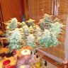 Squishypop420