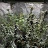 313Farmer