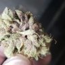 Cbgrowsmj