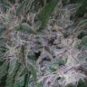 WeedyGonzales