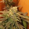 TheRealToker