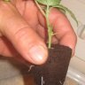 growlegal