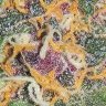 whitewidowweed