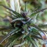 Highcountryfarms