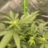 Toke420_775