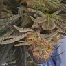 Easygrow_580_