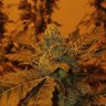 Emeraldjack713