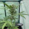 DoctorGreenThumb1