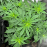 cannaman421