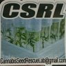 CannabisSeedRescueLab