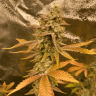 Sun_Bear_Cultivation