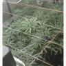 Buckethead129