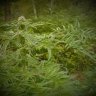 northernseed