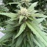 LangBCGrow