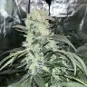 BuckeyeLakeBud