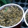 MedGROWER