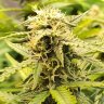 AutoFlowerFreak