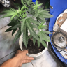 TriniFarma02