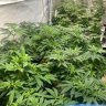 cannagardens08