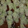 skyhighmontana