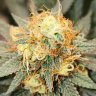 BigBUDS420420