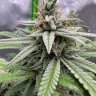 BigwhiteTerpenis