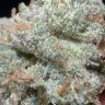 Spacemansalienbud