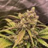 caukygrow