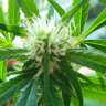 GipGreenThumb902