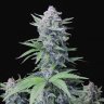 Deesbud_genetics