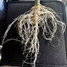 ClevelandMycology