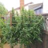 CannaMan1313