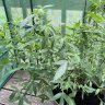 StepGrow
