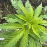 Dr.greenthumb420