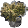 Juschiln420