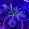 Hippiecrippler