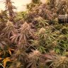 Fishwater23