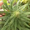 BudDeSpencer